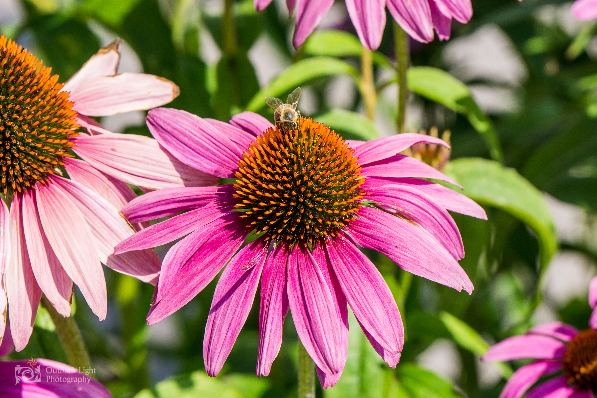 Italy 2016 A6000 5965