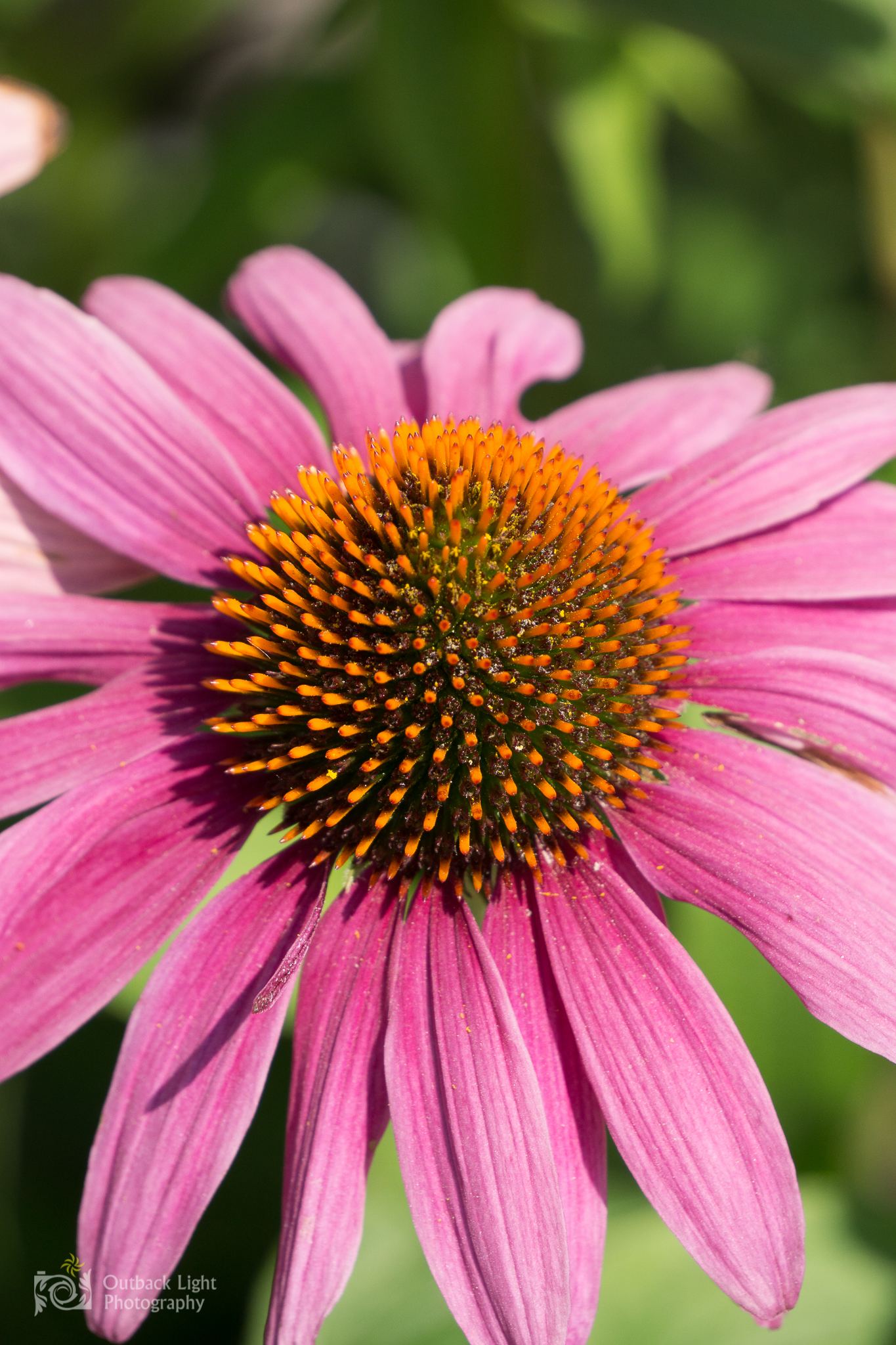 Italy 2016 A6000 5966