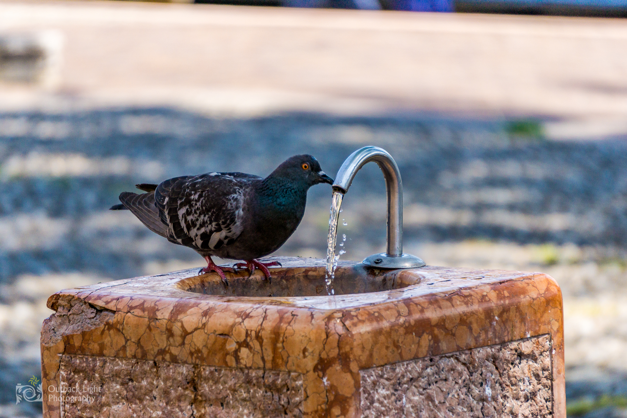 Italy 2016 A6000 5999