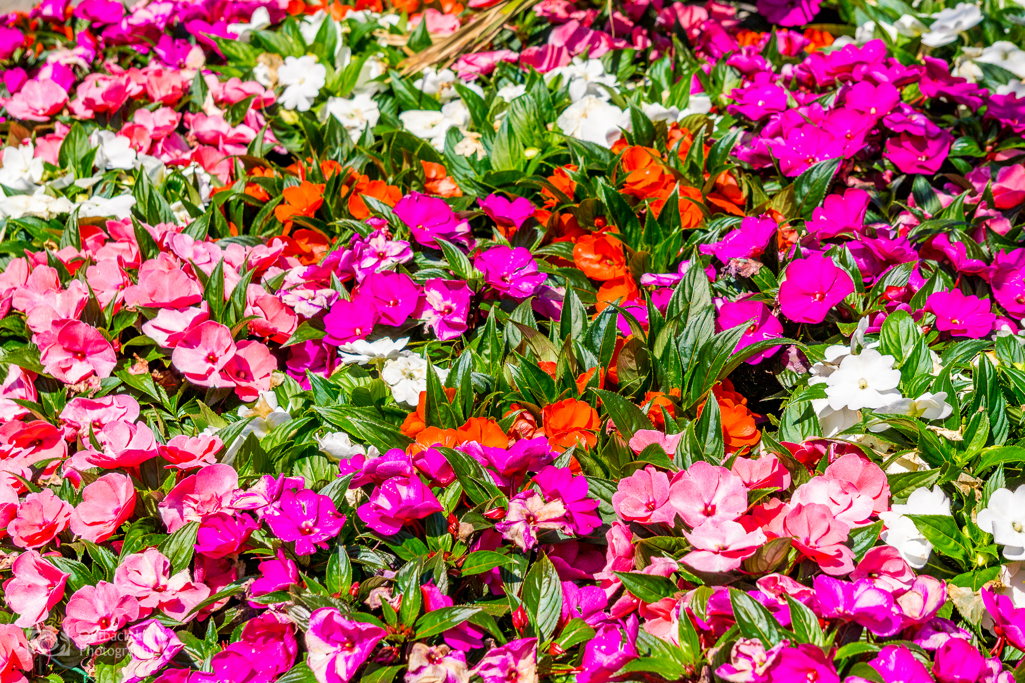 Italy 2016 A6000 6030