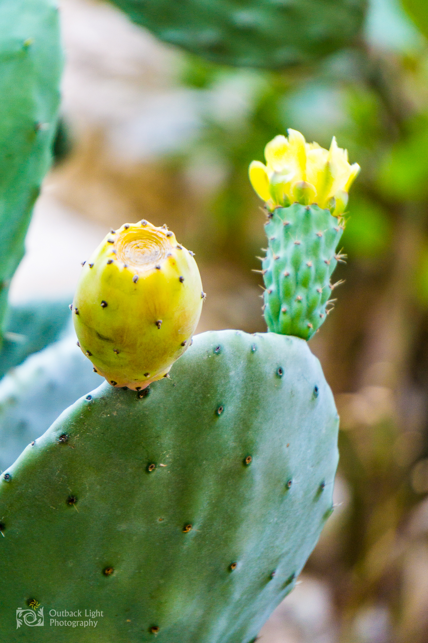 Italy 2016 A6000 6073