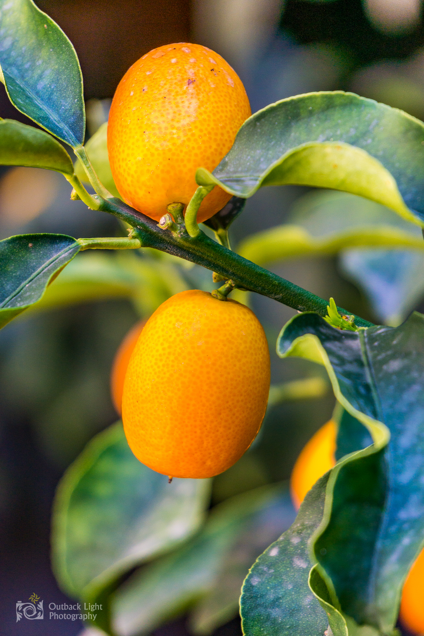 Italy 2016 A6000 6077