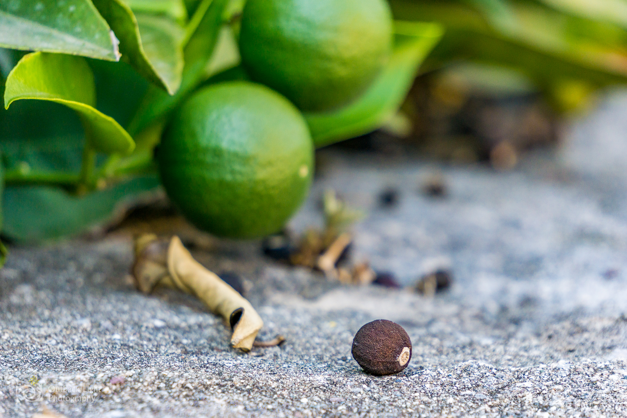 Italy 2016 A6000 6081