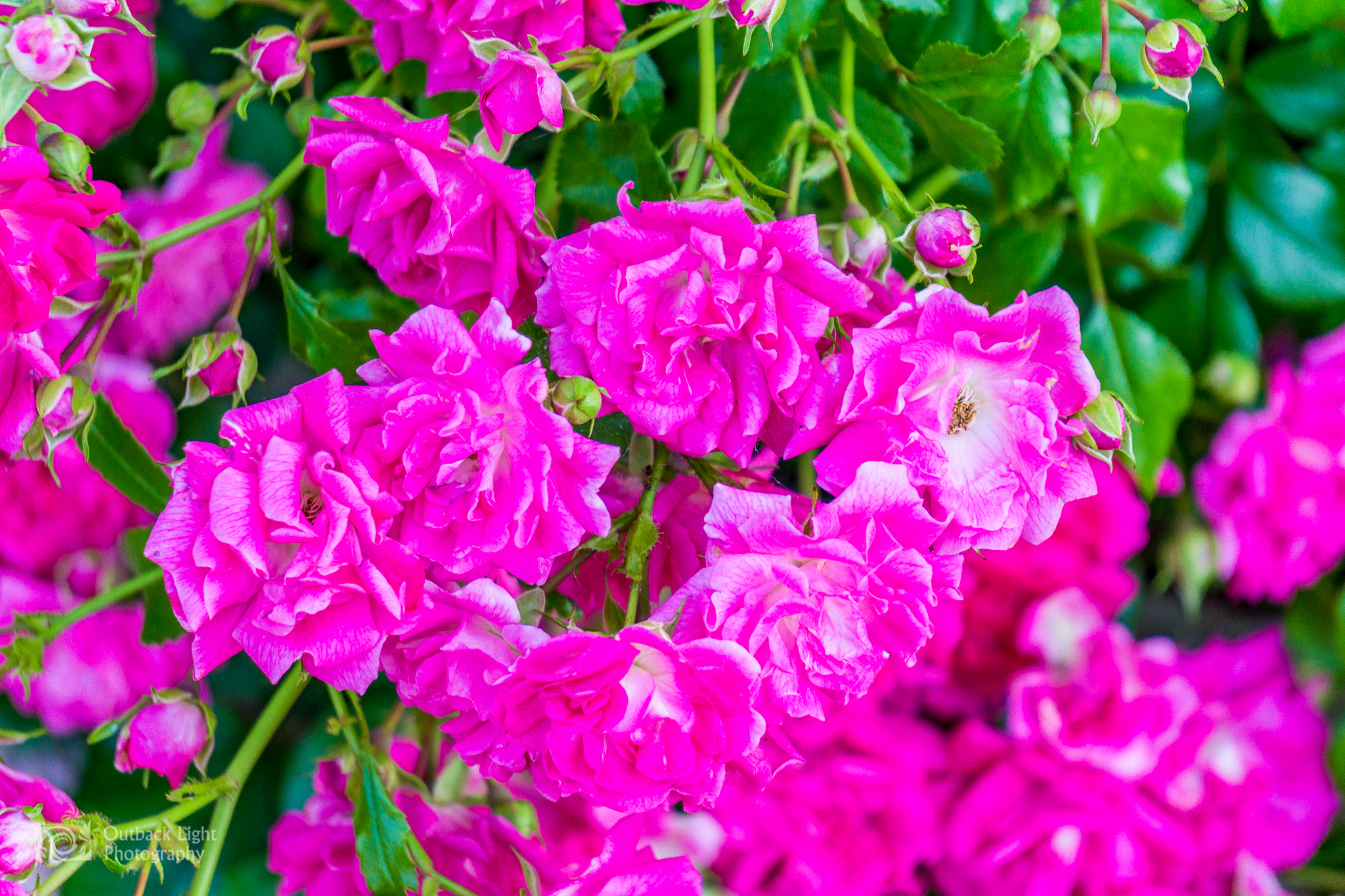 Italy 2016 A6000 6124