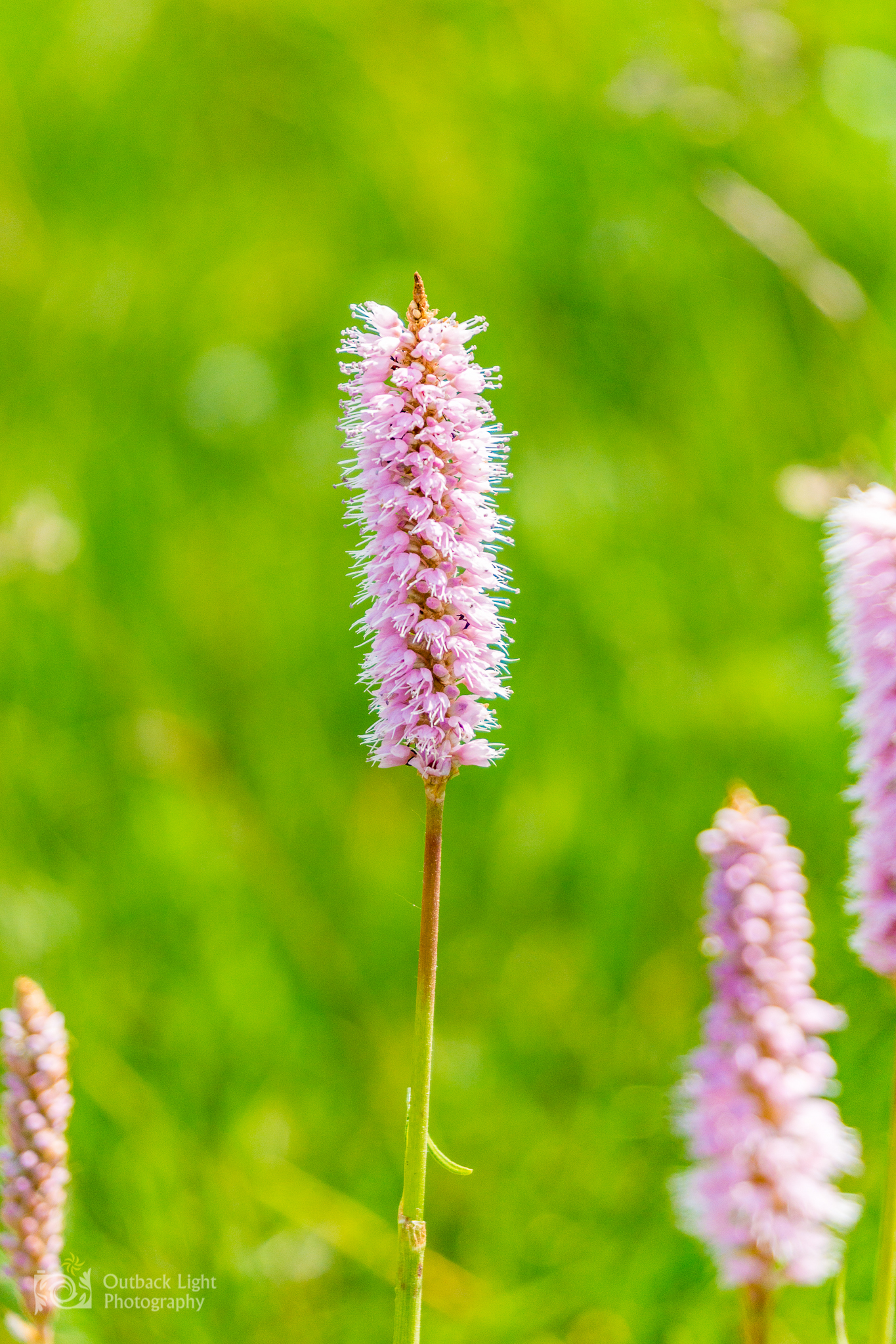 Italy 2016 A6000 6142