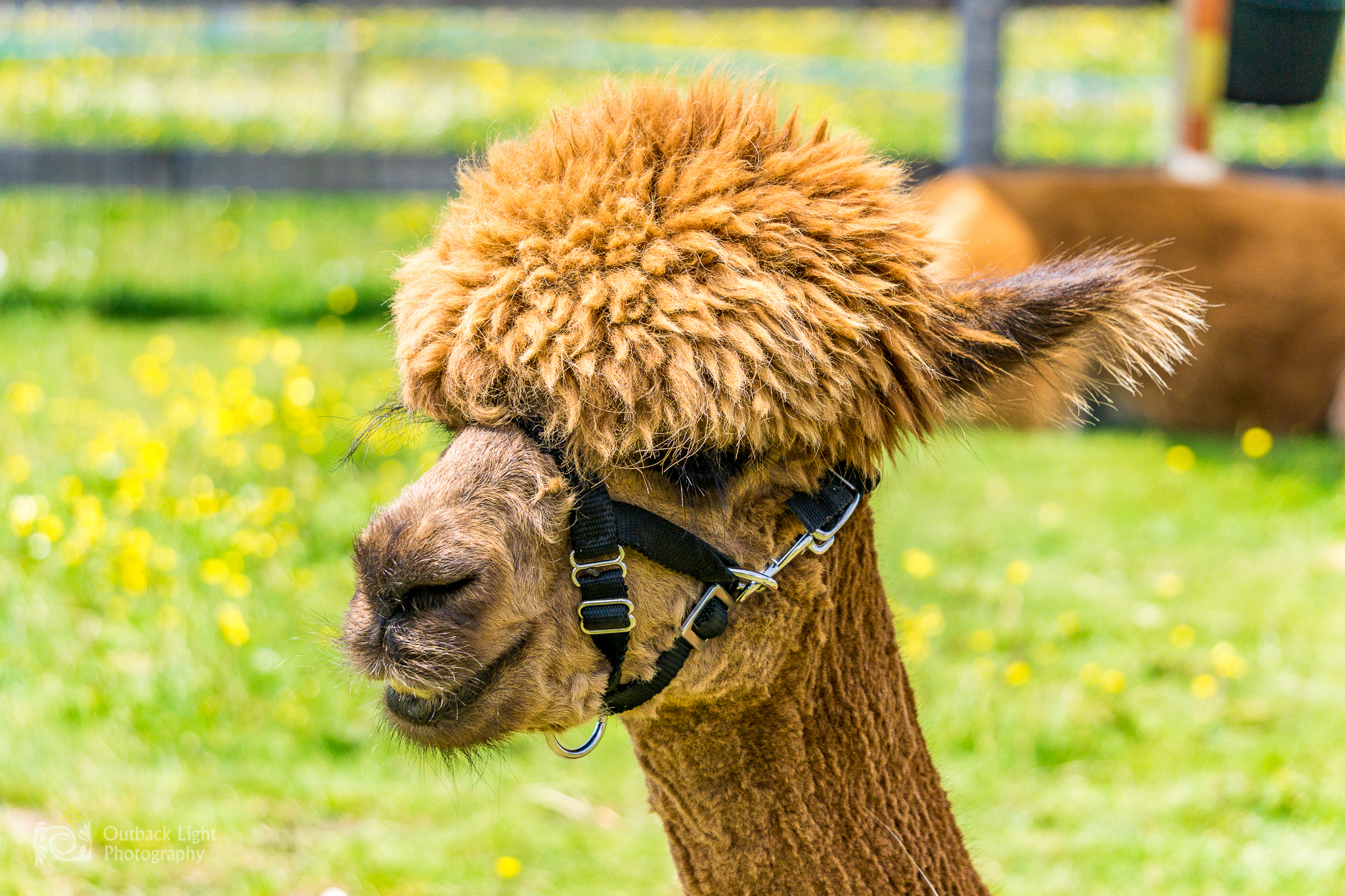 Italy 2016 A6000 6145