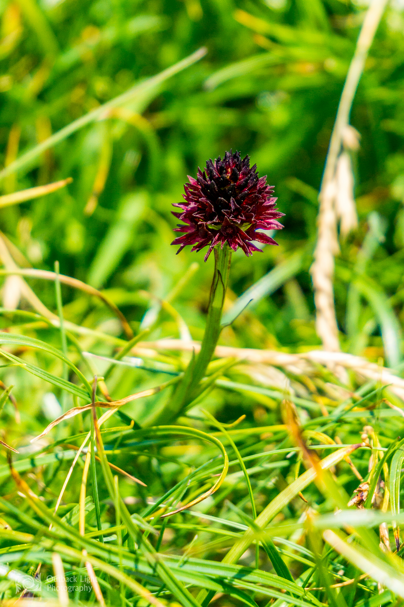 Italy 2016 A6000 6160