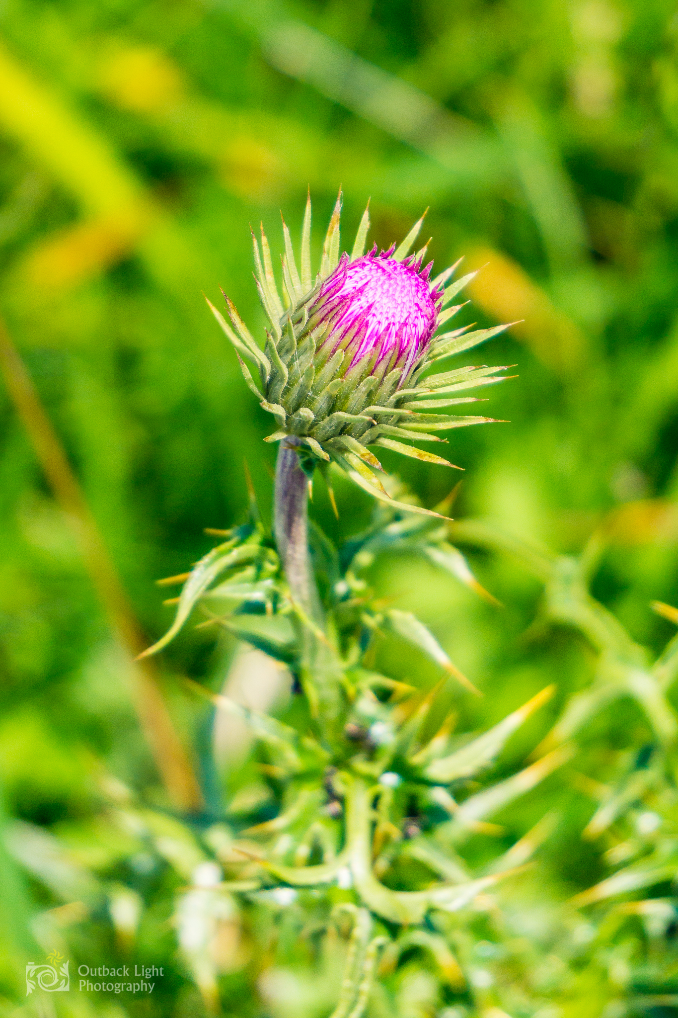 Italy 2016 A6000 6163