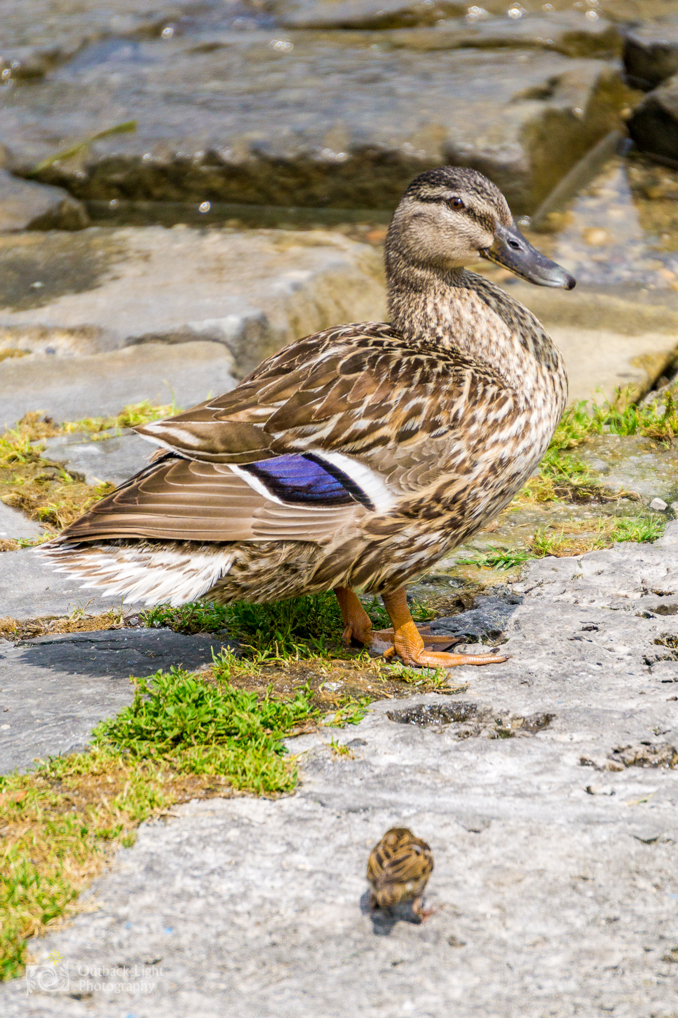 Italy 2016 A6000 6257