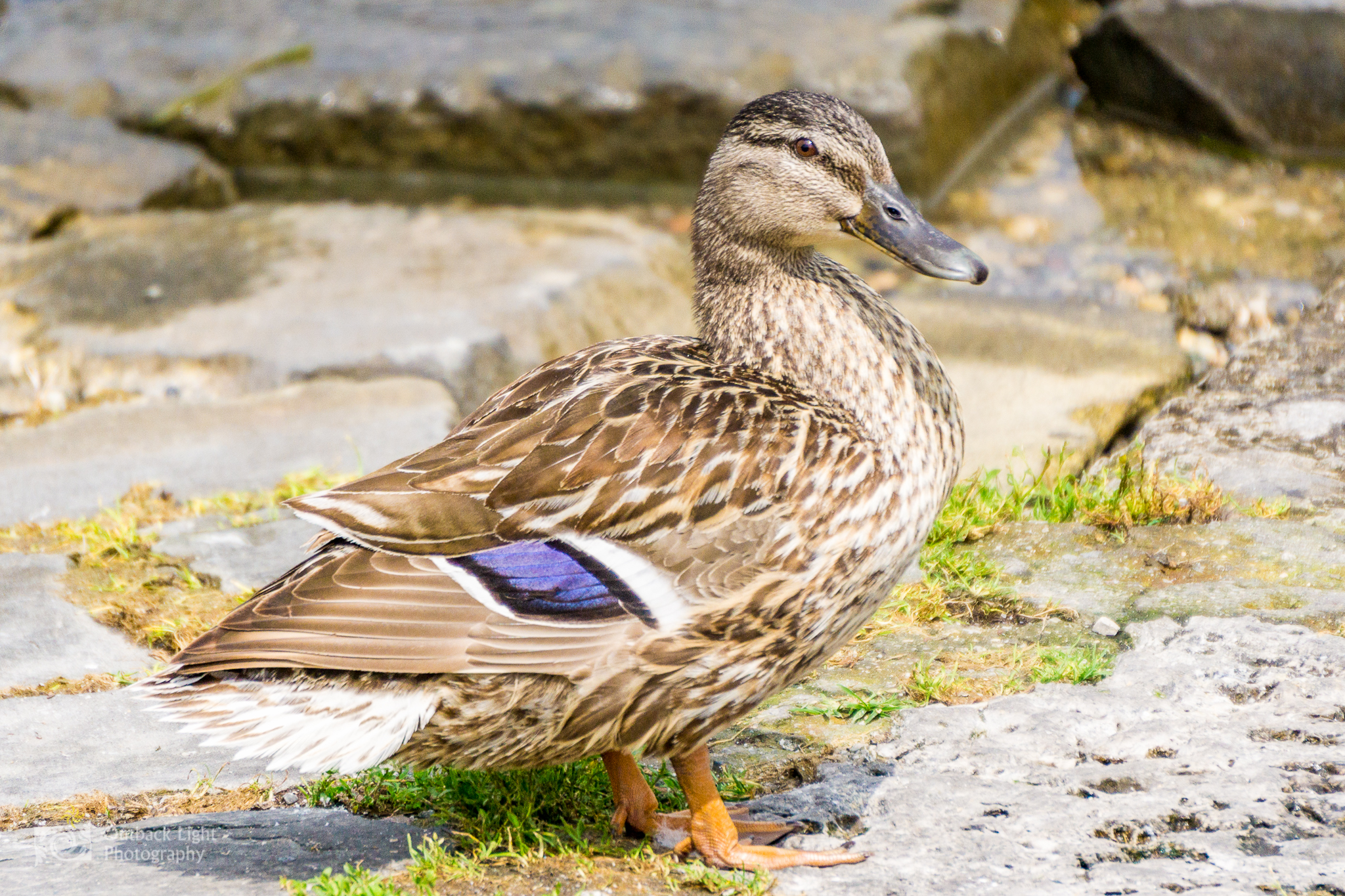 Italy 2016 A6000 6258