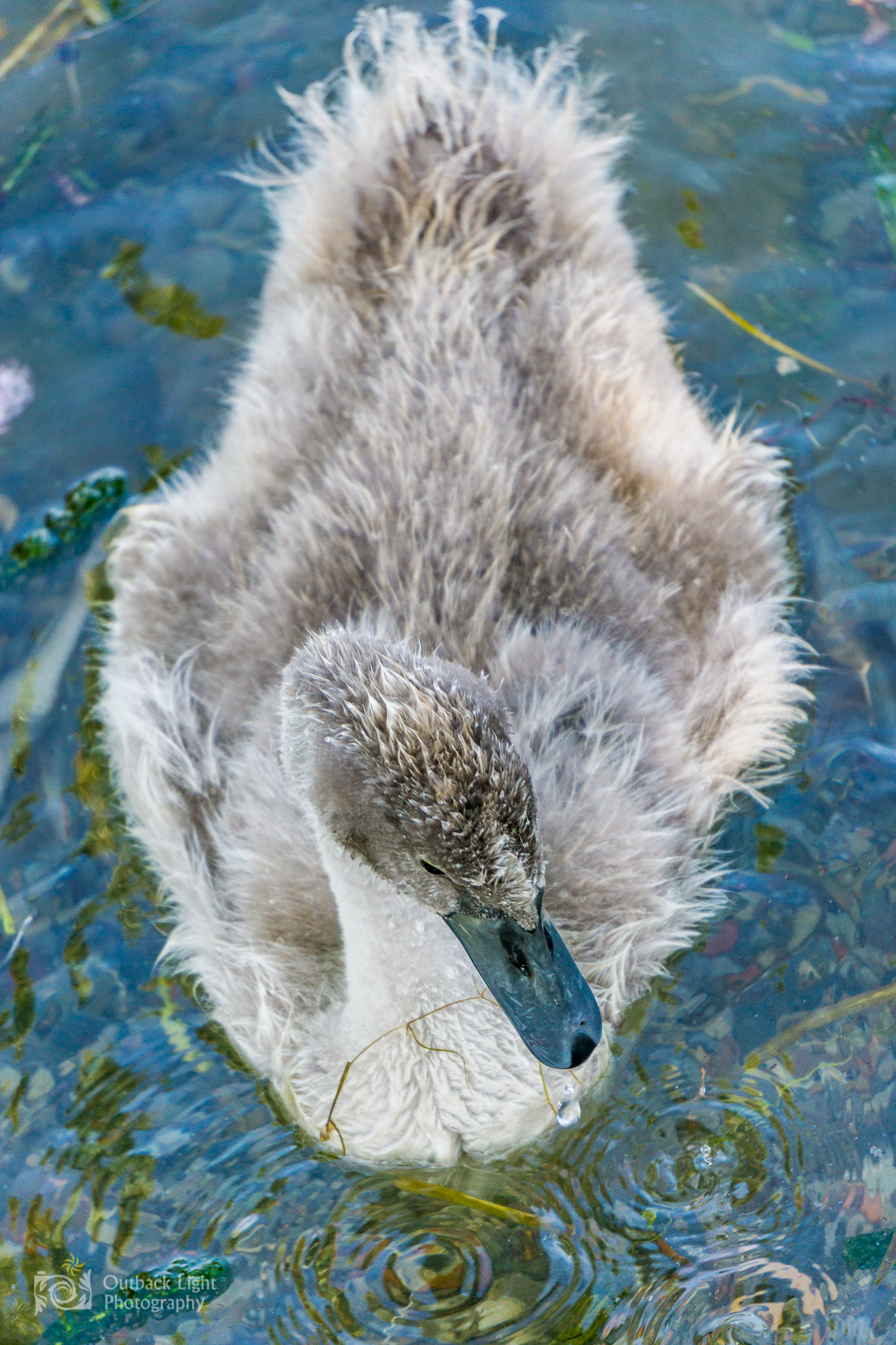 Italy 2016 A6000 6309