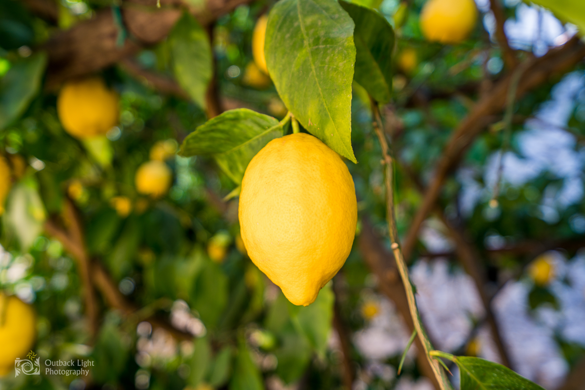 Italy 2016 A7RII 3454