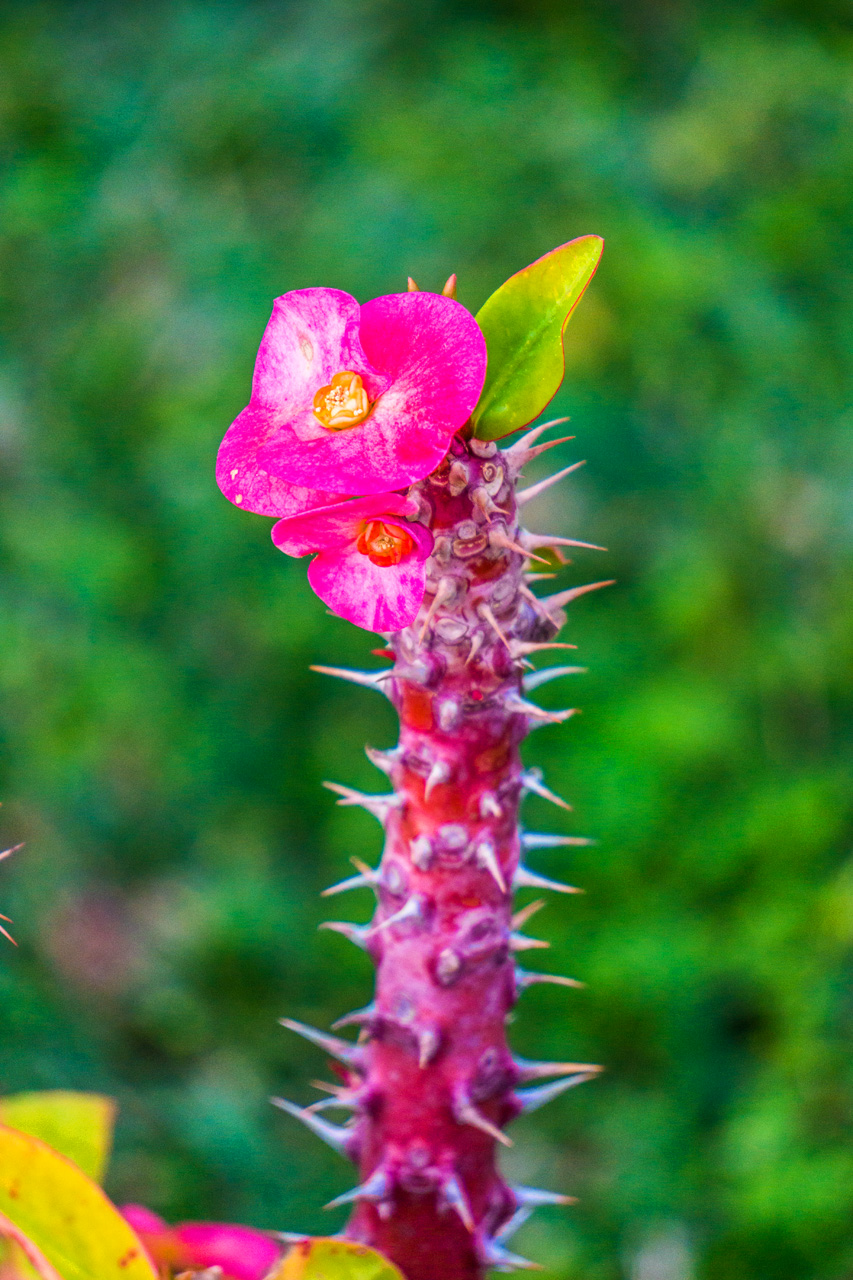 Pinar to La Herradura 7125