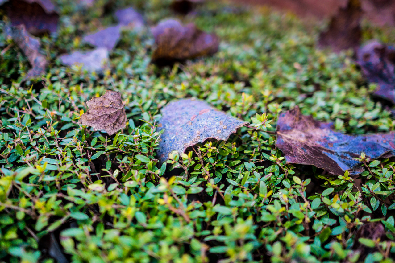 Al Hambra and Granada 7627