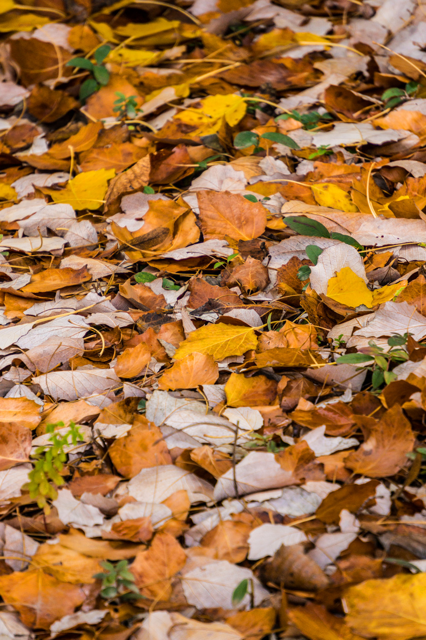 Al Hambra and Granada 7838