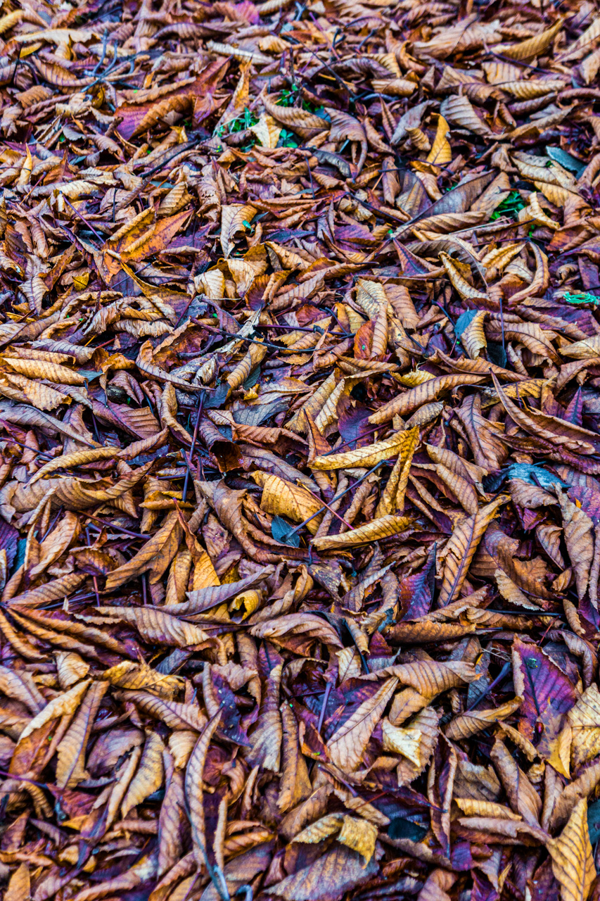 Al Hambra and Granada 7917