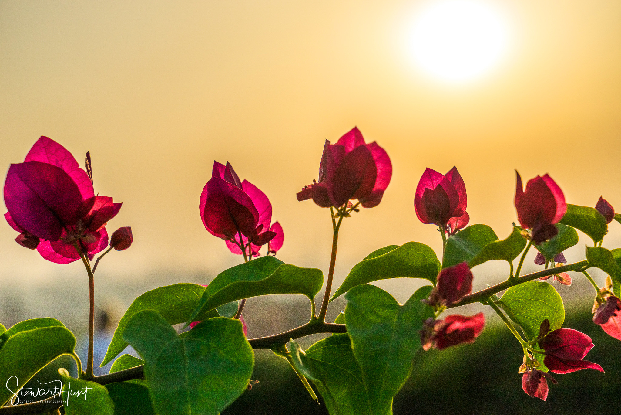 Cairo 20140516 03339