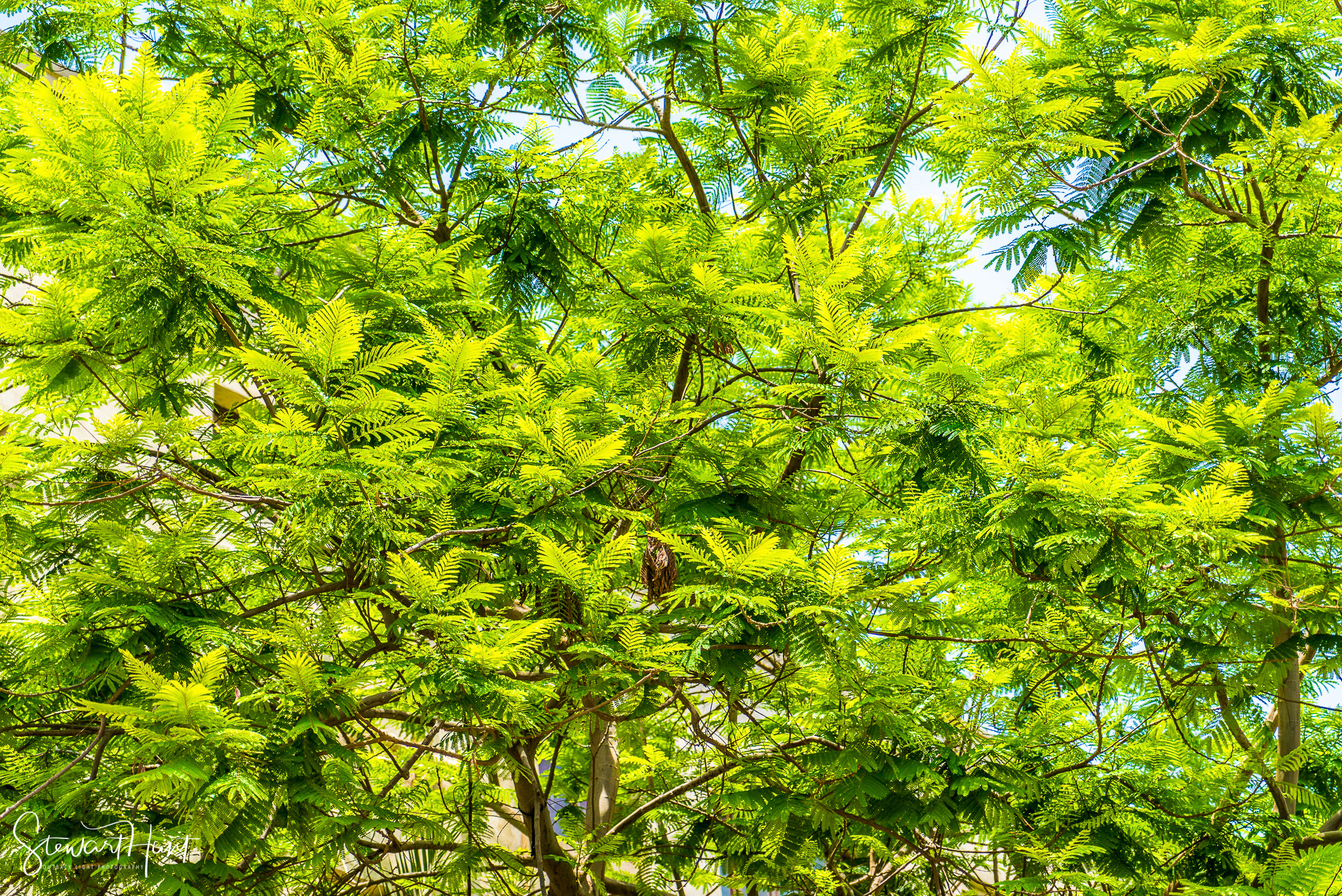 Cairo 20140516 03587