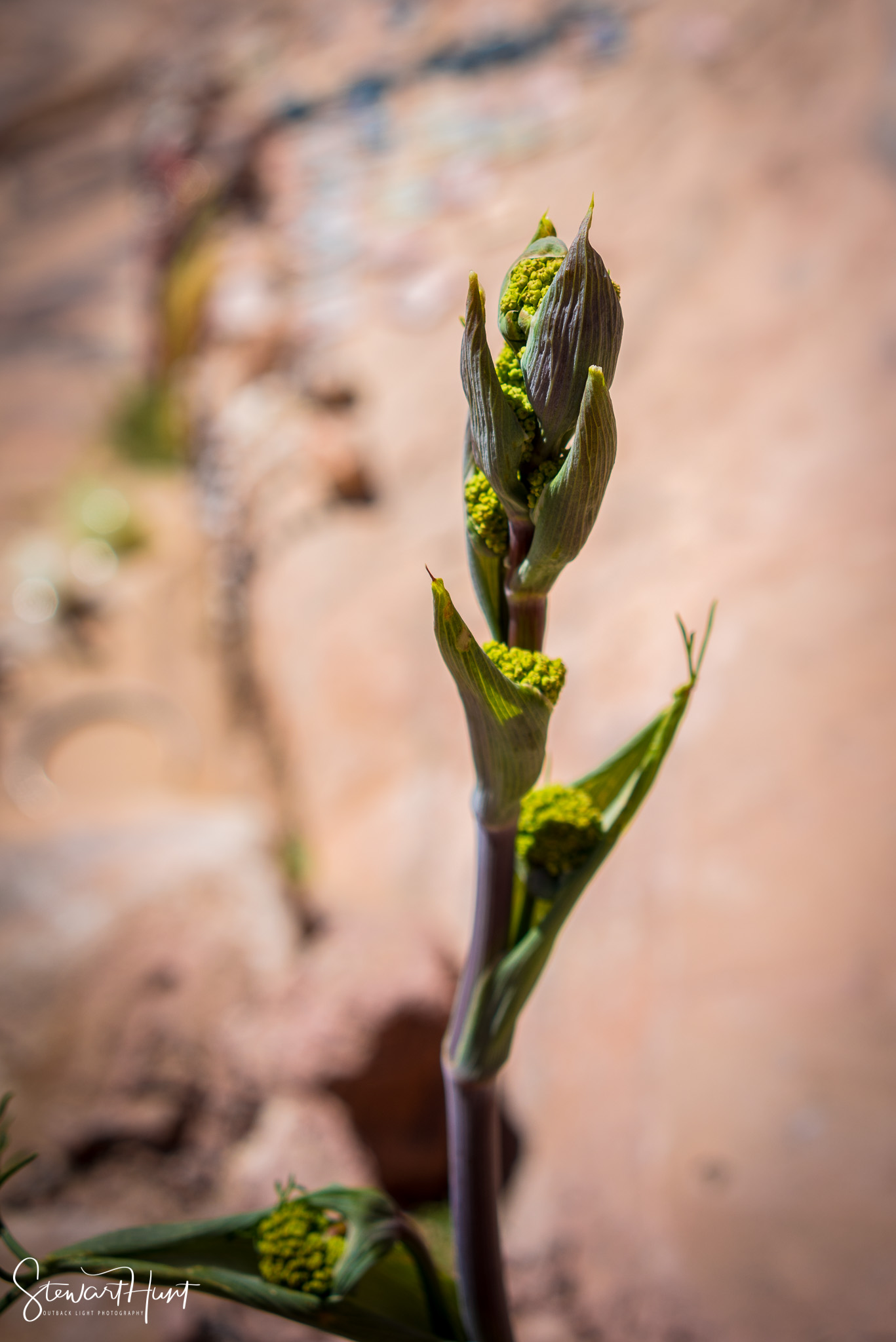 Jordan 2014 02109