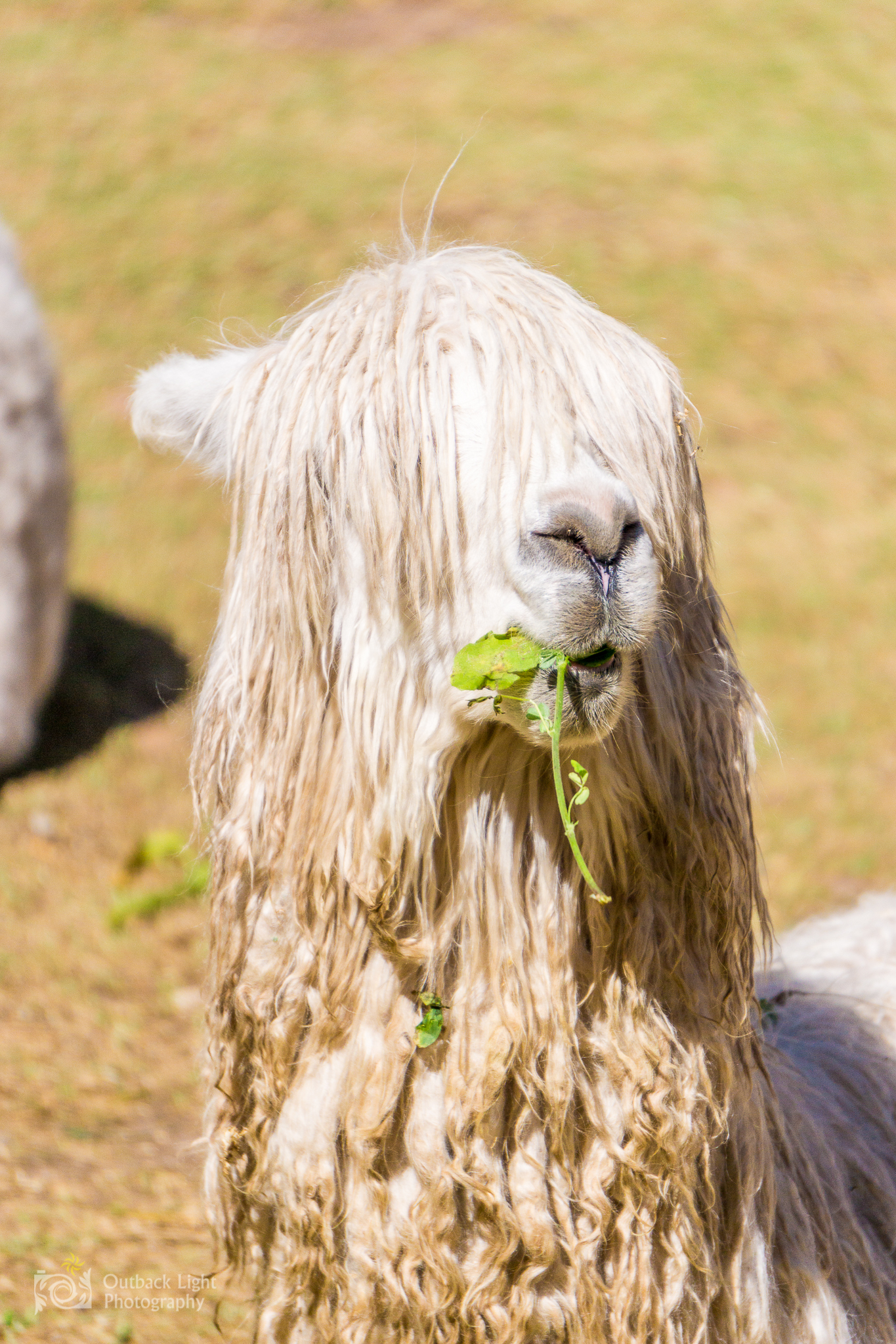 Peru 2016 A6000 6539