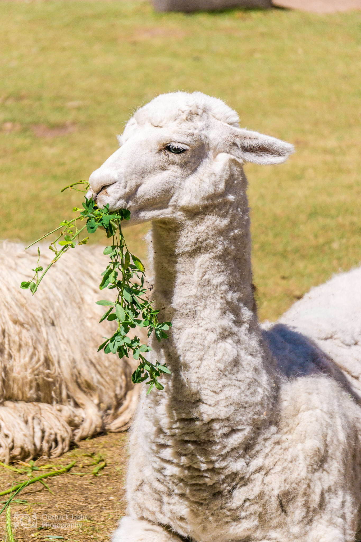 Peru 2016 A6000 6543