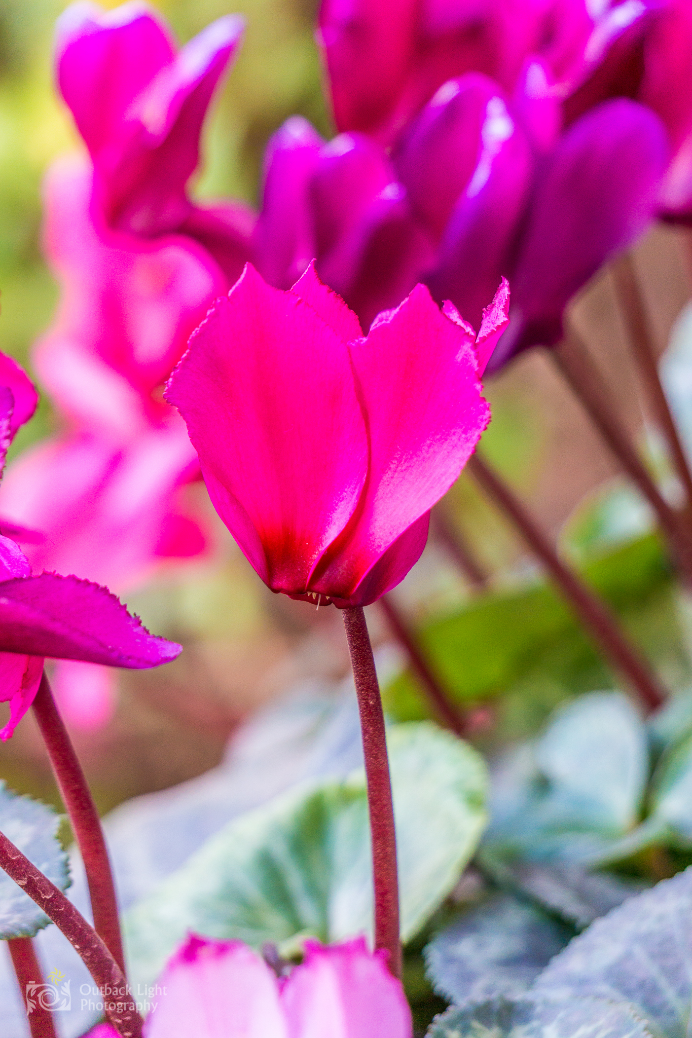 Peru 2016 A6000 6602