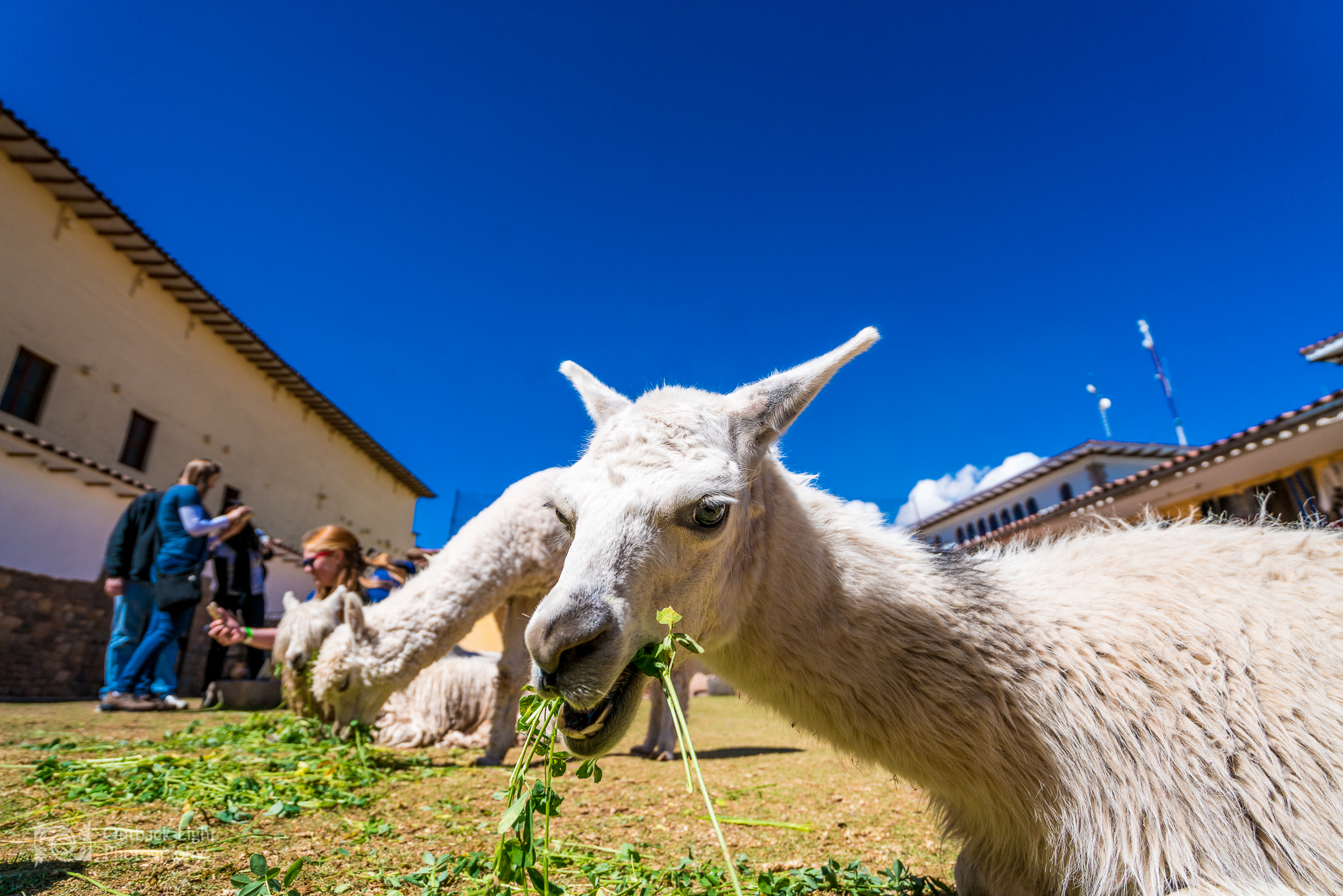 Peru 2016 A7RII 4193
