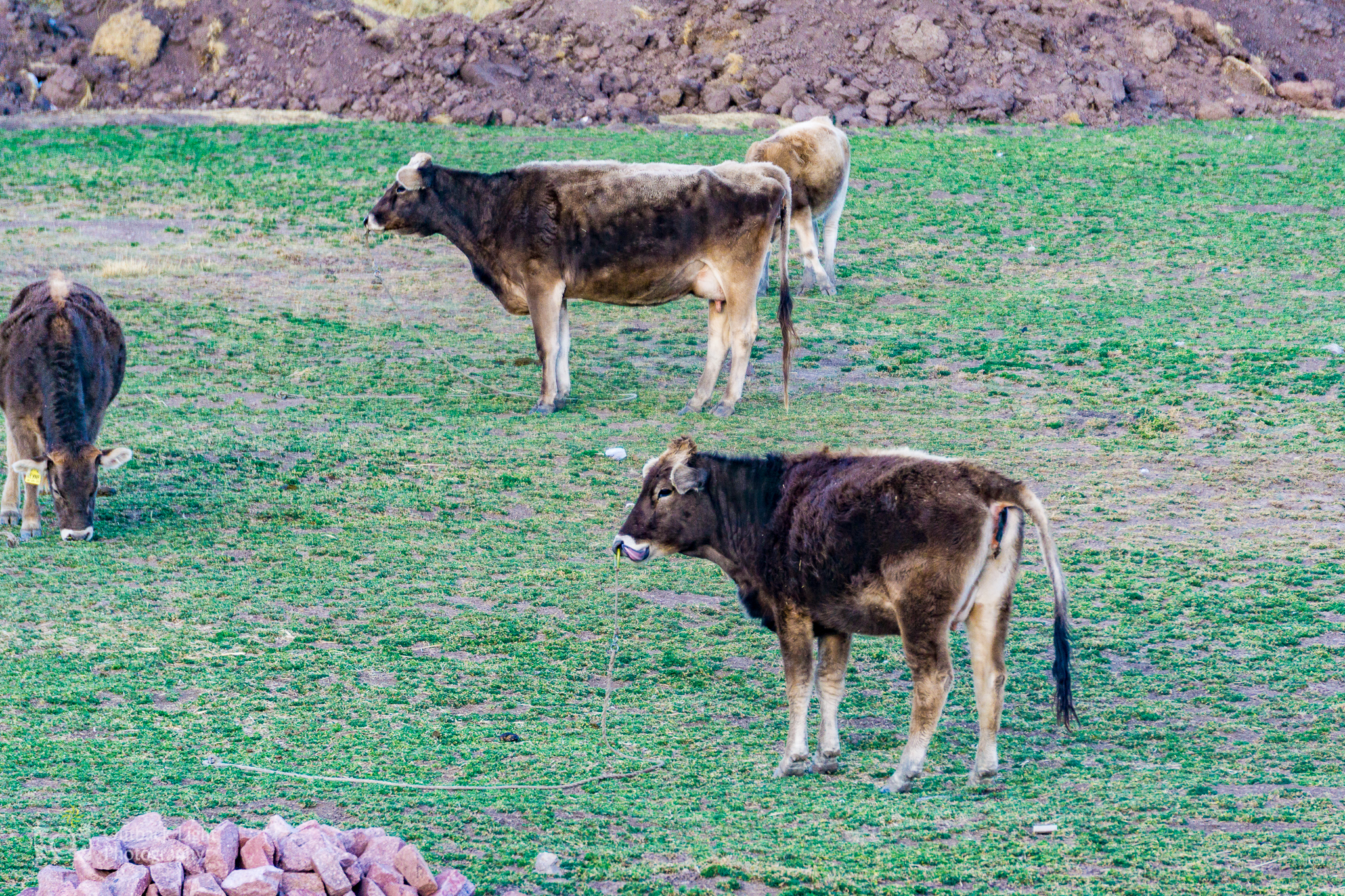 Peru 2016 A6000 6822