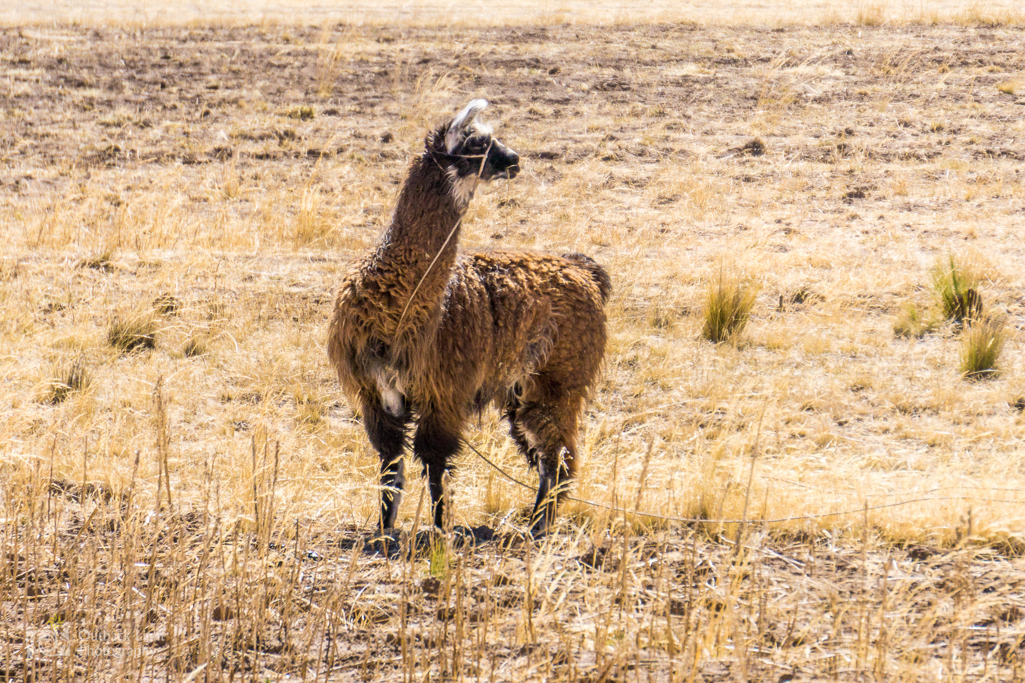 Peru 2016 A6000 7023