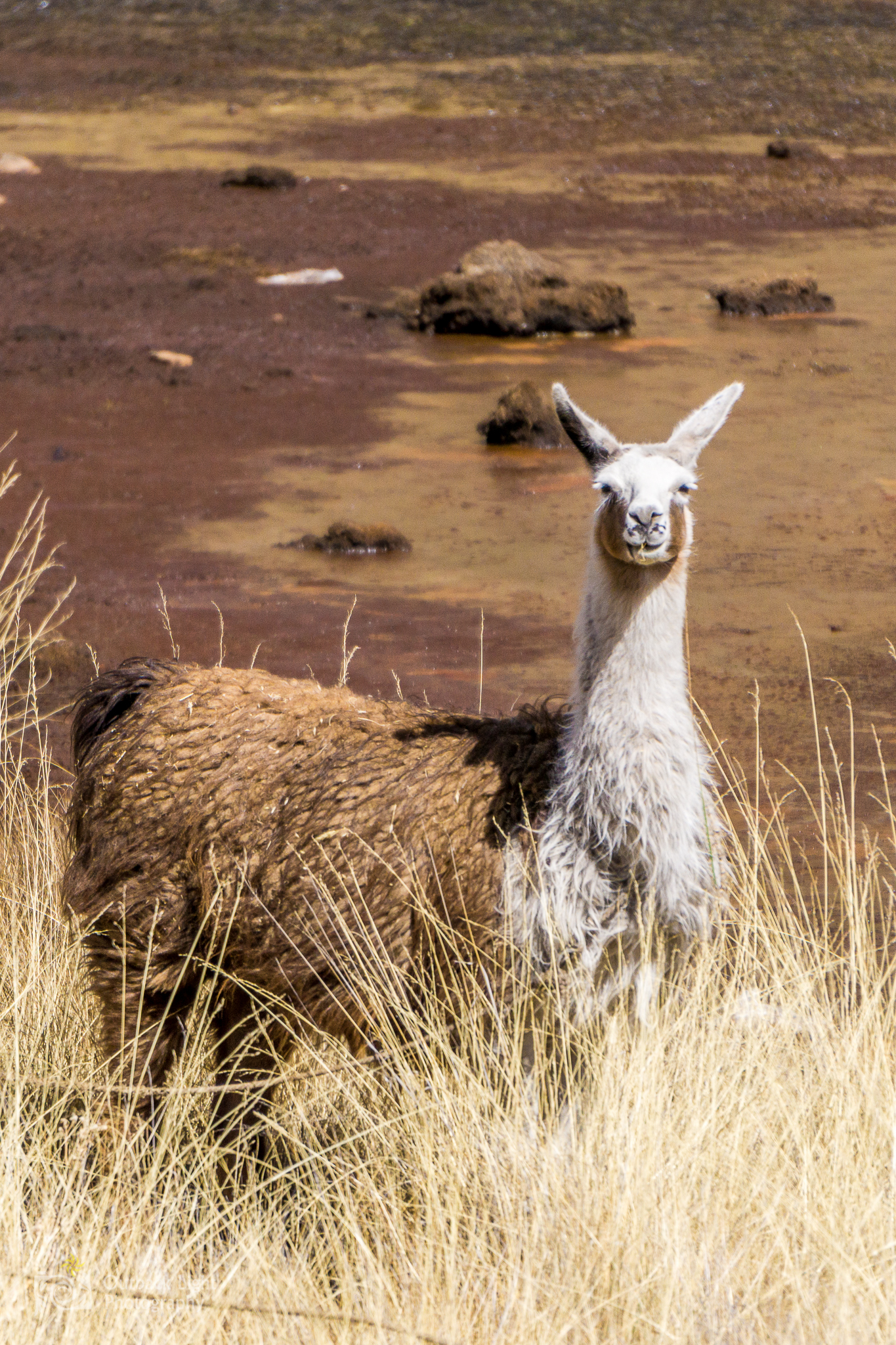 Peru 2016 A6000 7081
