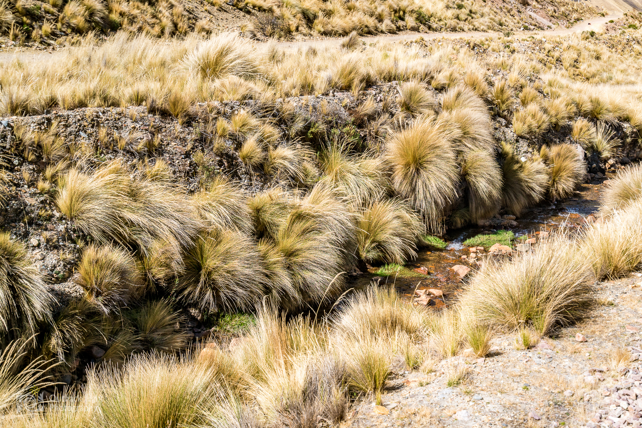 Peru 2016 A7RII 4973